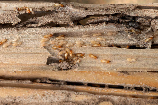 Best Ant Control Services  in Kerens, TX