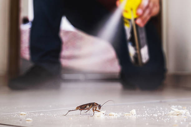 Best Ant Control Services  in Kerens, TX